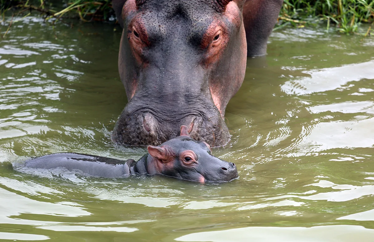 Baby hippo floating in the water beside its mother