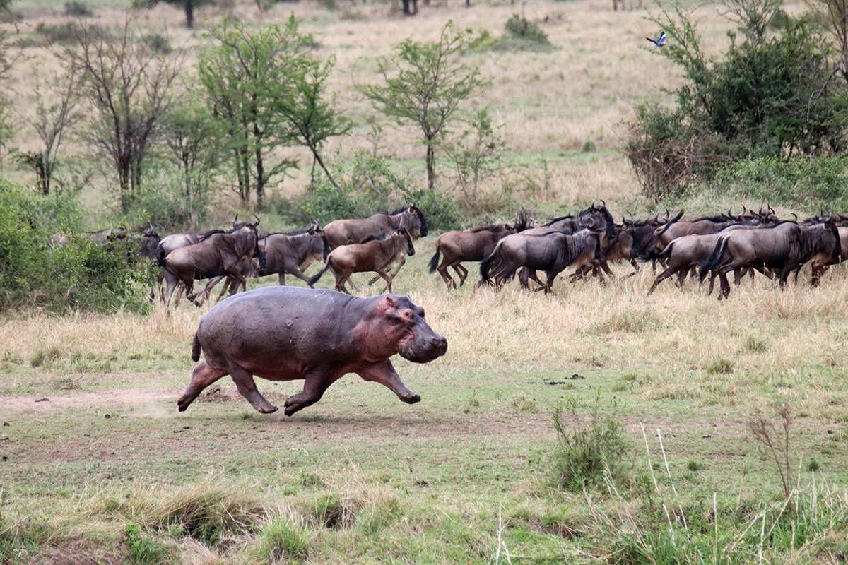 Hippo running across grassland in front of a herd of wildebeest