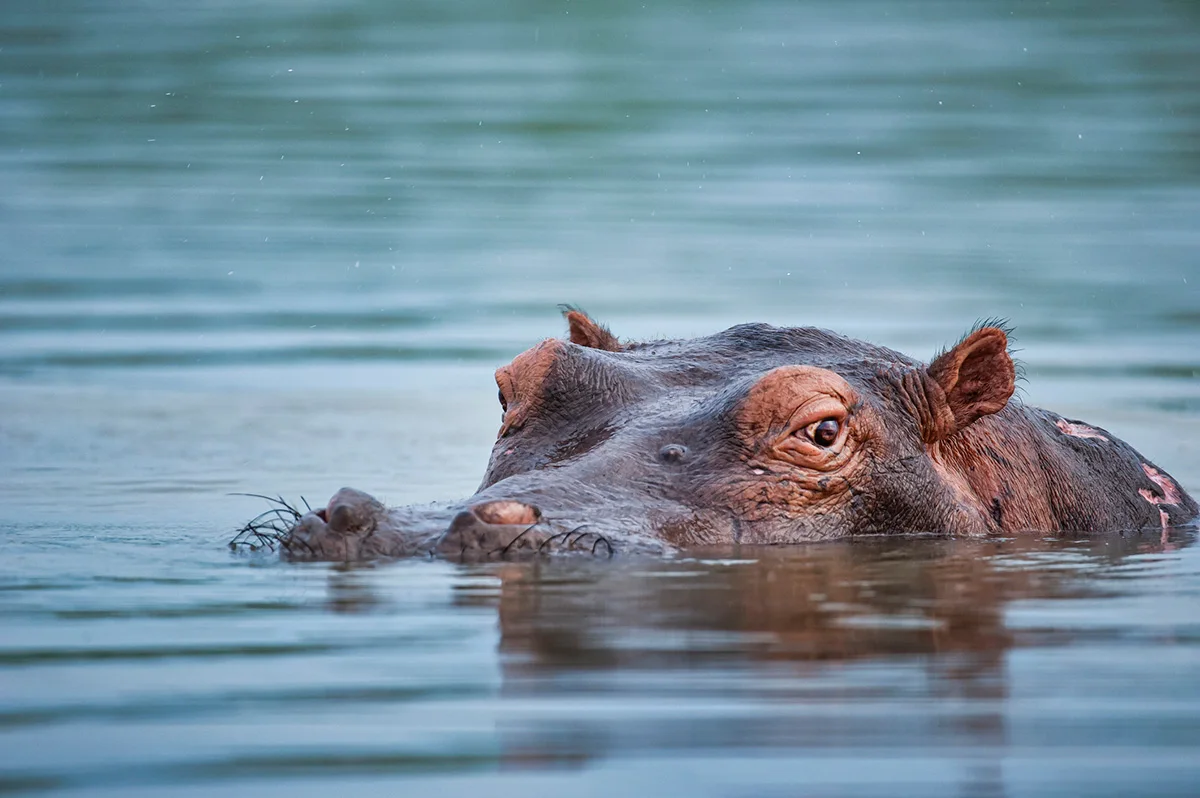Hippo submerged in water with only its eyes, ears and nostrils showing