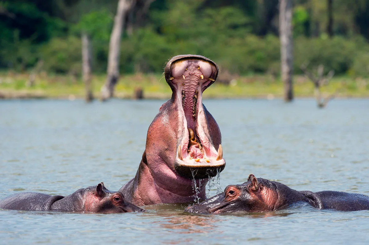 Hippo yawning wide to show its tusks between two hippos in the water