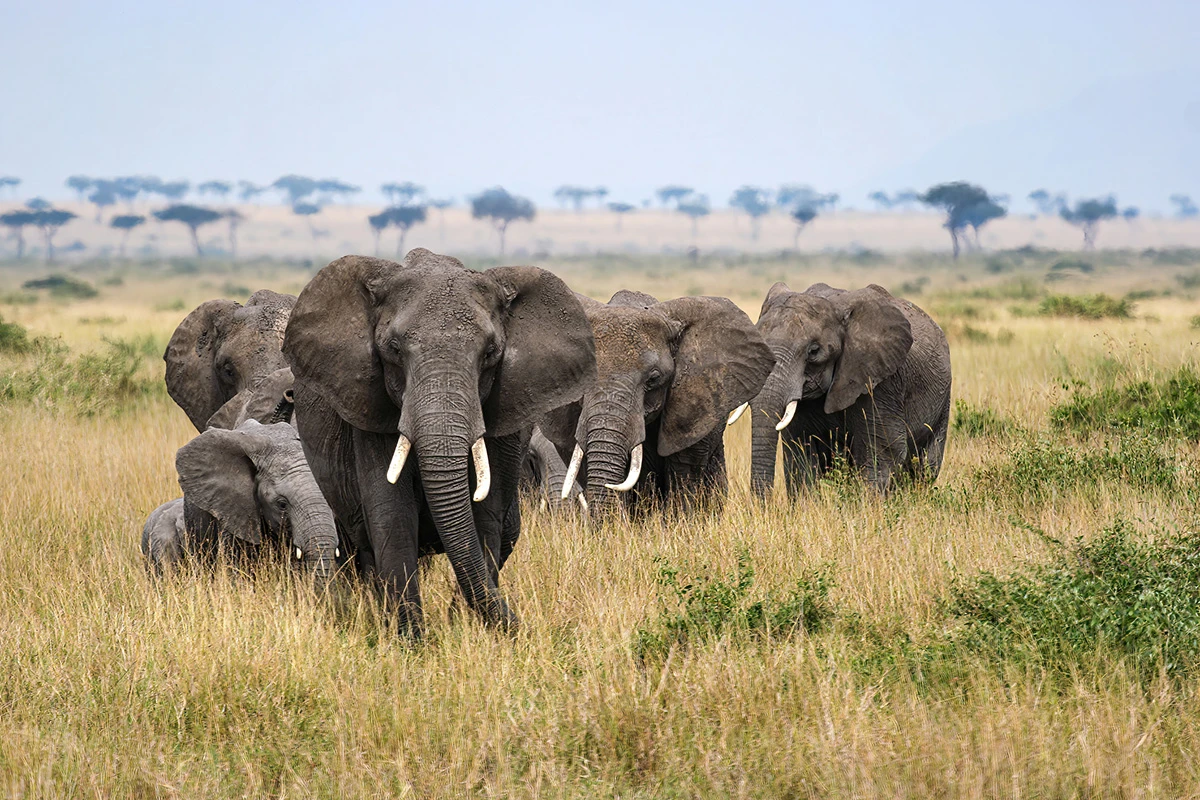 Elephant herd walking through tall golden grass with acacias on the Serengeti horizon