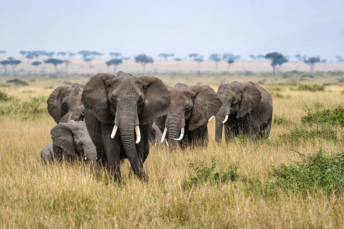 Elephant herd walking through tall golden grass with acacias on the Serengeti horizon