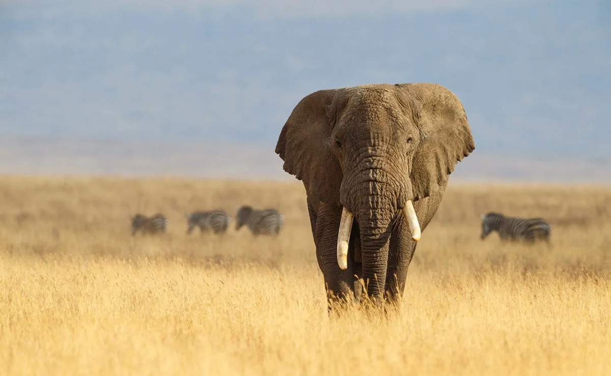 Elephant walking through golden grass in Ngorongoro Crater with zebras behind