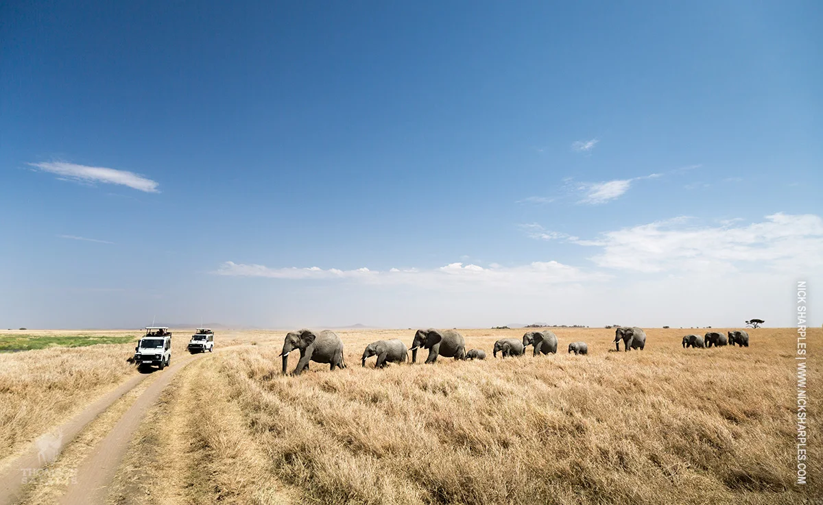 Line of elephants crossing golden Serengeti grassland near two safari vehicles