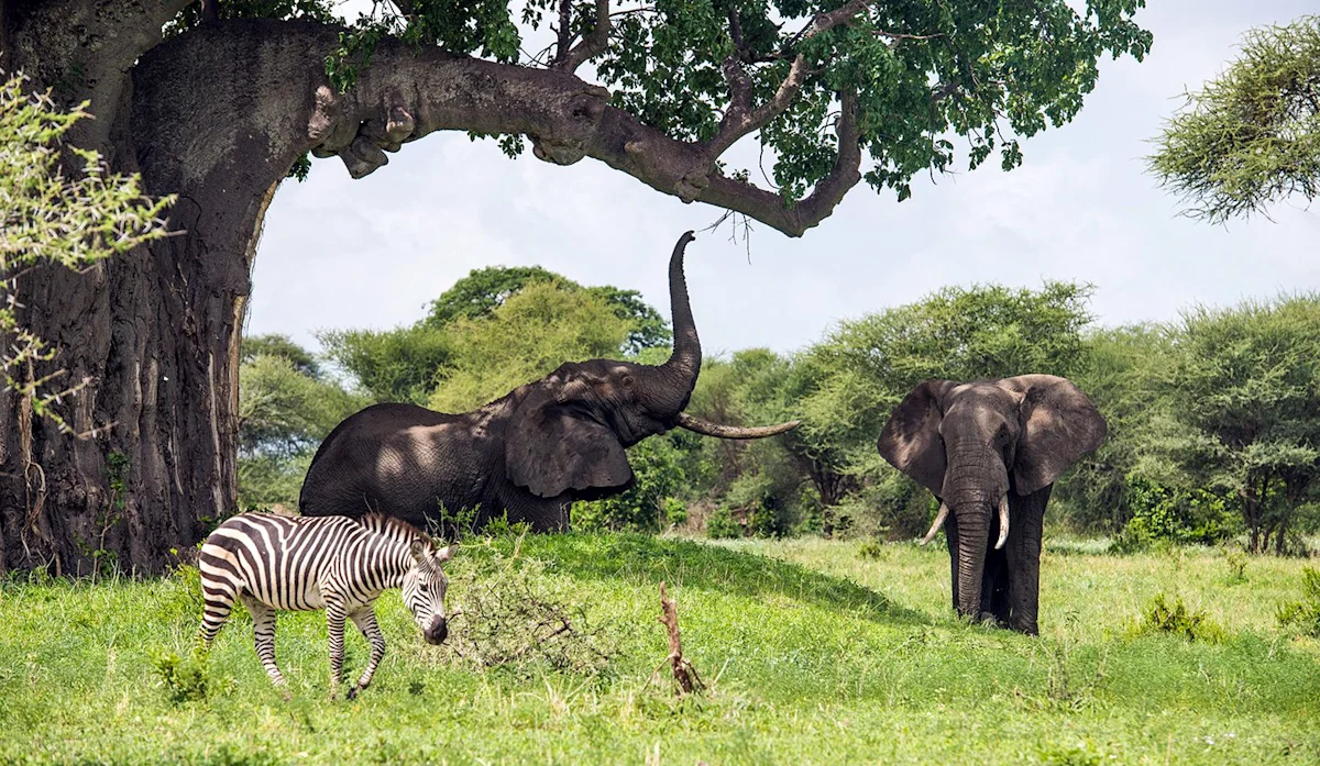 Elephant reaching up into a baobab tree beside another elephant and a zebra in Tarangire