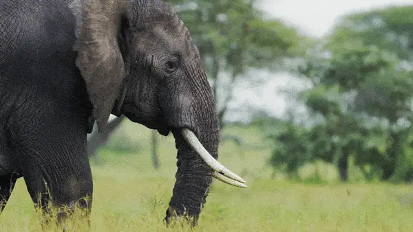 Close-up of an elephant with long tusks standing in green grass