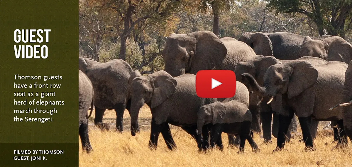 Video thumbnail of a large elephant herd marching through the Serengeti, filmed by a Thomson guest