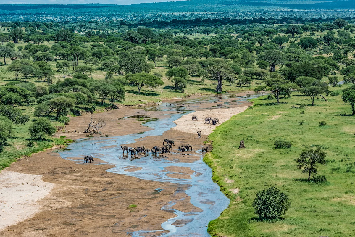 Aerial view of elephant herds crossing the Tarangire River through green woodland