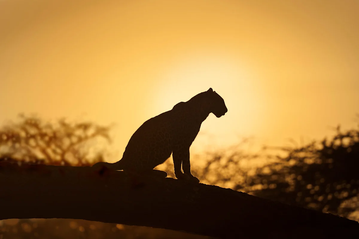 Leopard silhouetted on a tree branch against a golden sunset