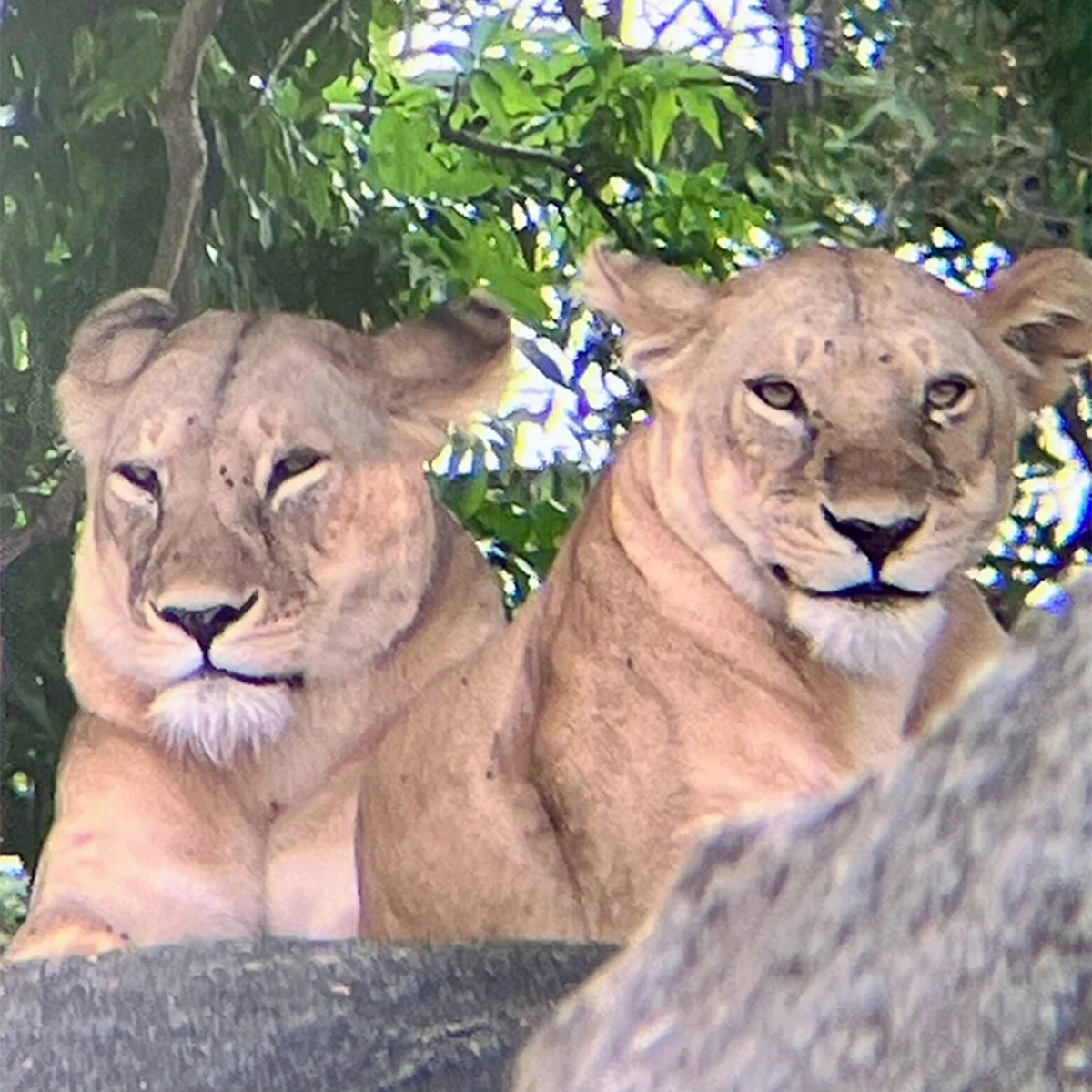 Two lionesses resting side by side on a rocky kopje