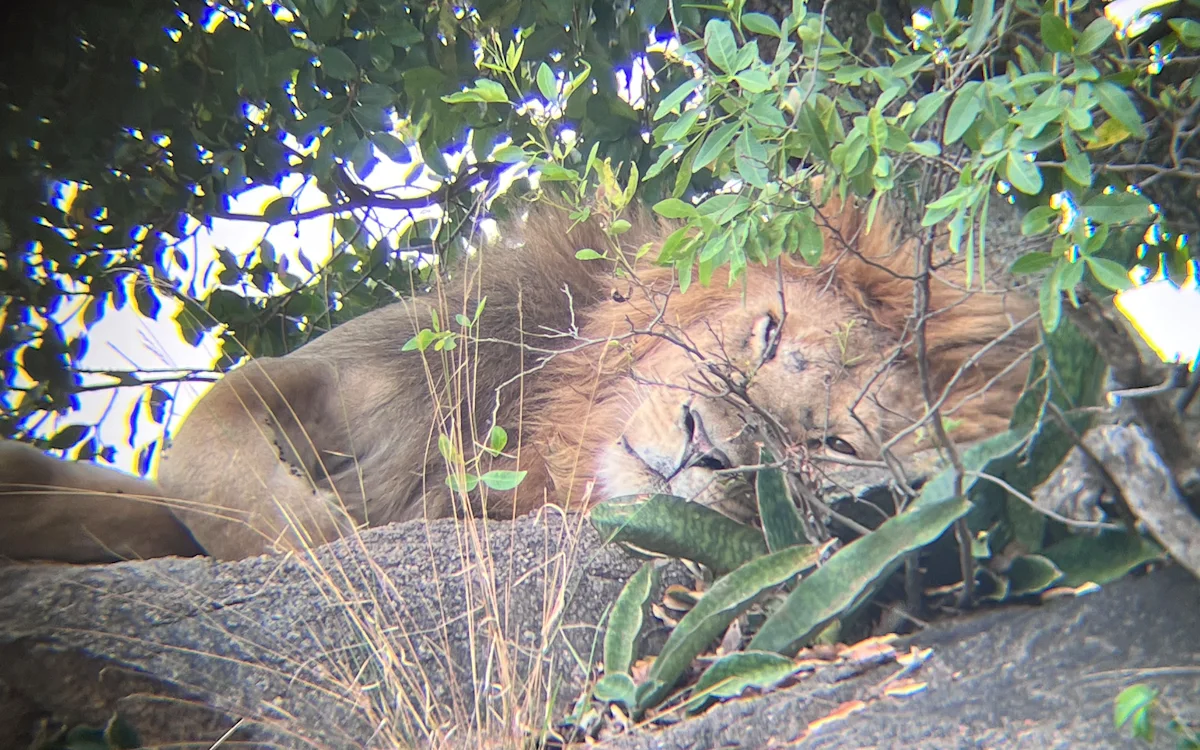 Male lion sleeping on a rock under leafy branches