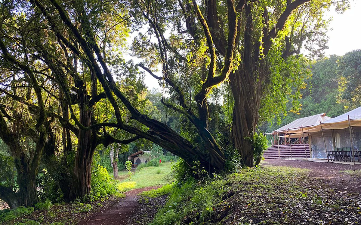 Large forest trees beside a path and canvas tents at Ngorongoro Nyumba