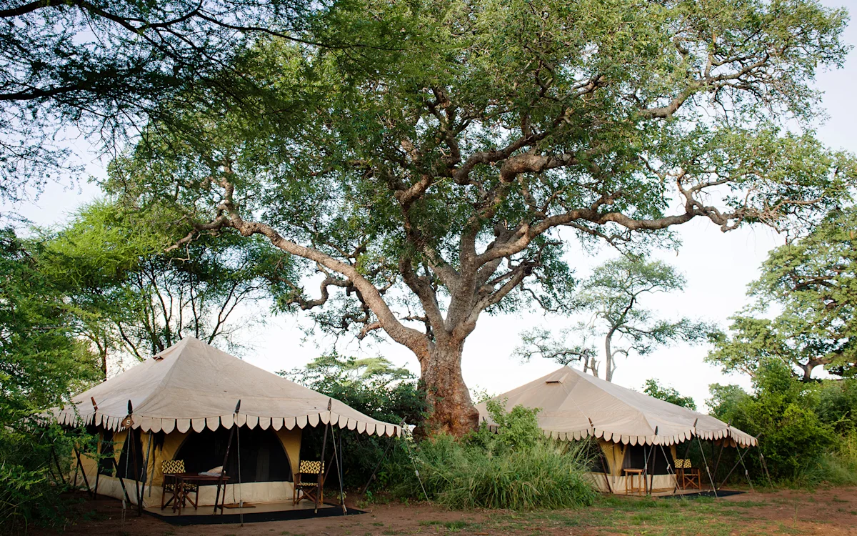 Canvas tents with scalloped awnings beneath large trees at Tarangire Nyumba