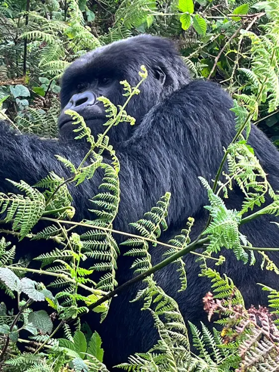 Silverback mountain gorilla sitting among ferns