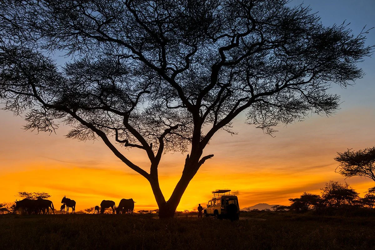 Acacia tree, wildebeest and a safari vehicle silhouetted against an orange sunset