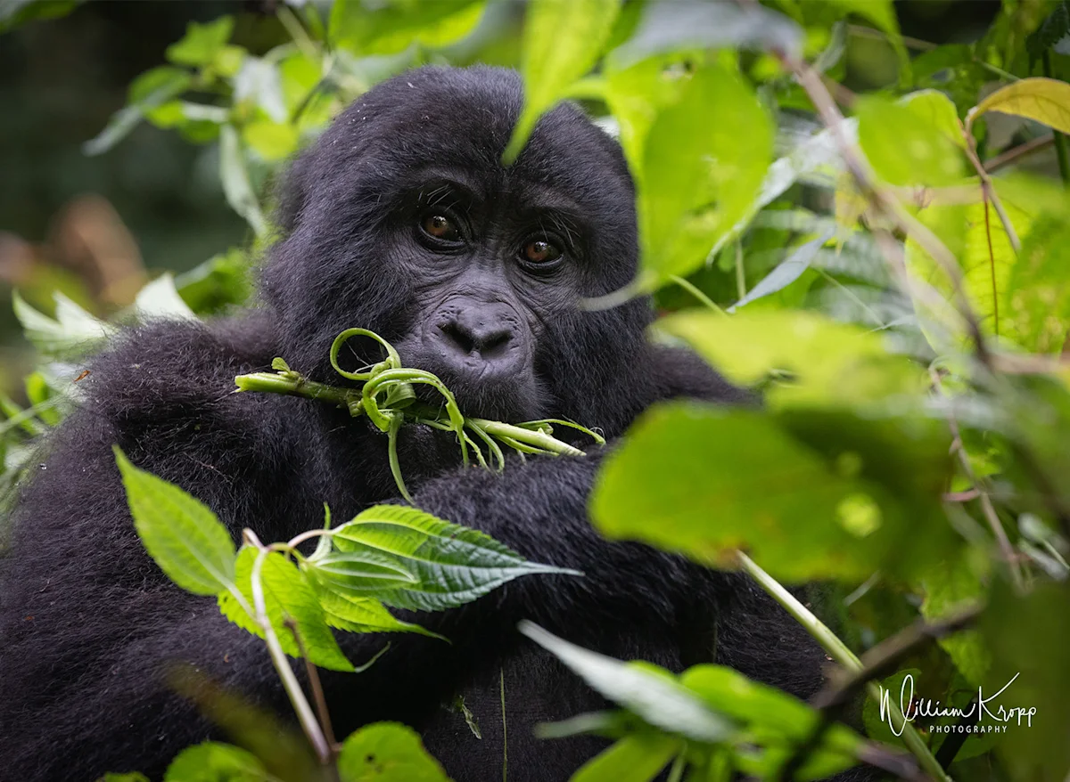 A mountain gorilla feeding among the leaves in Volcanoes National Park.