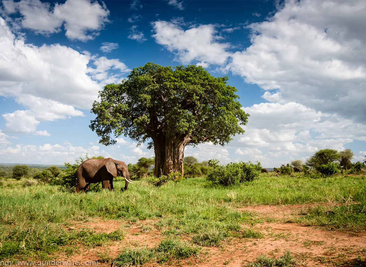 An elephant grazing beside a baobab in Tarangire National Park.