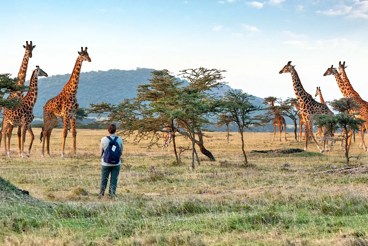 On foot among giraffes in the Eastern Serengeti.