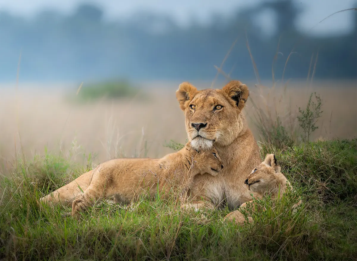 A lioness resting with her cubs at Lake Manyara.