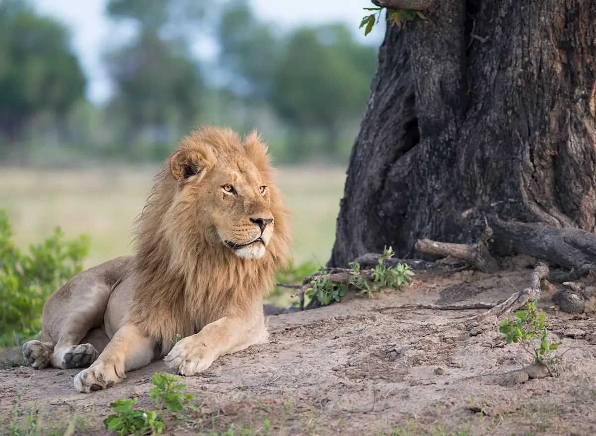 A male lion at rest against the roots of a Serengeti tree.