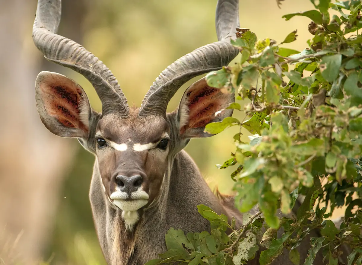 A greater kudu in the woodland of Ruaha National Park.