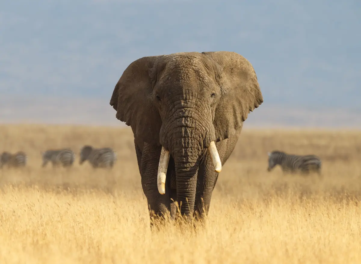 A bull elephant on the crater floor, zebras grazing behind.