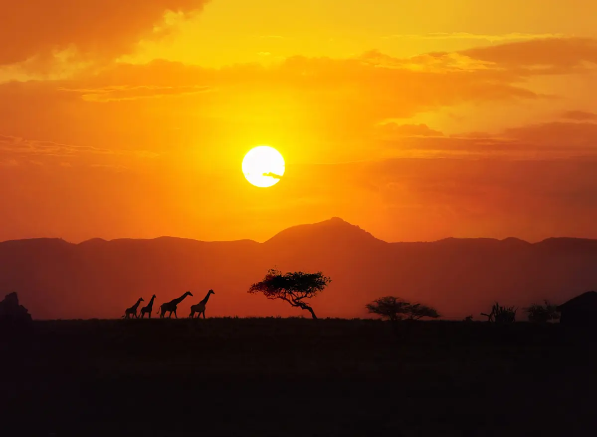 Giraffes in silhouette against the setting sun.