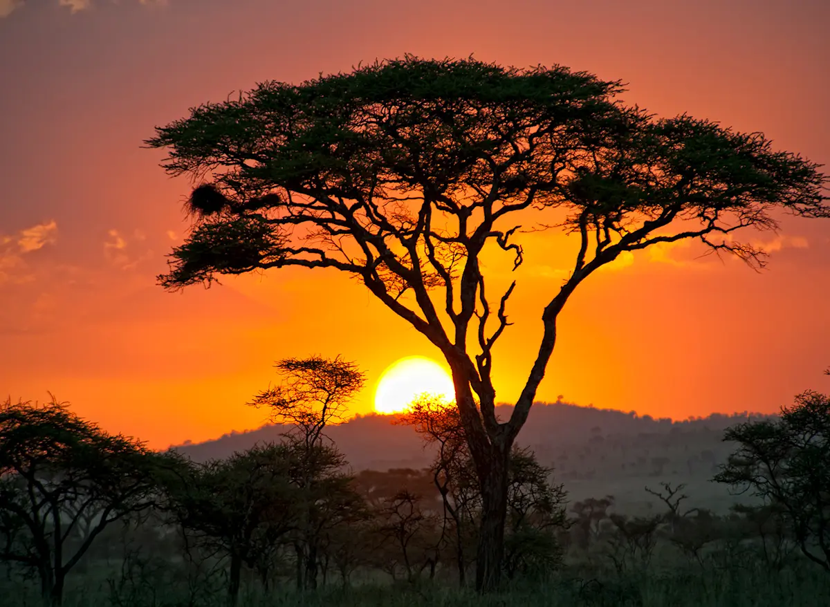 The sun going down behind an acacia on the last evening.