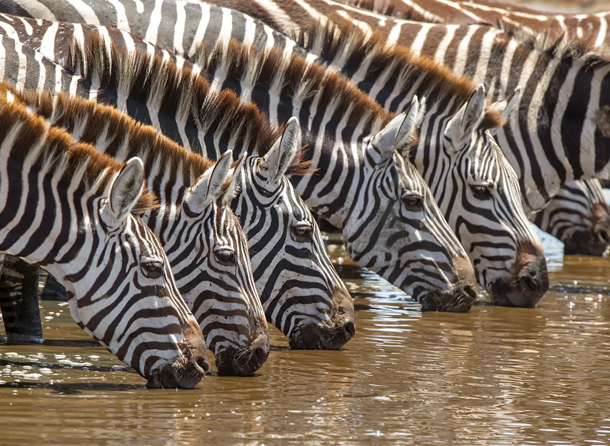Zebras lined up to drink in the Serengeti.