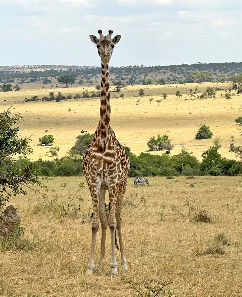 Giraffe standing in golden grassland facing the camera with a zebra behind
