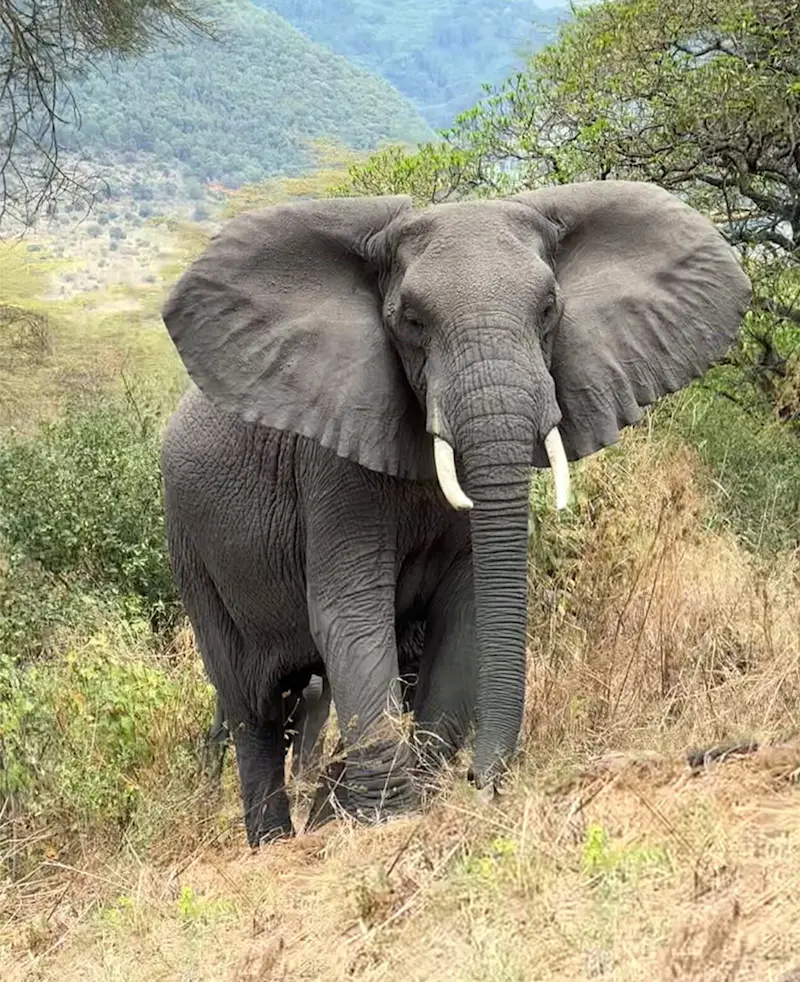 Elephant with spread ears facing the camera on a bushy hillside