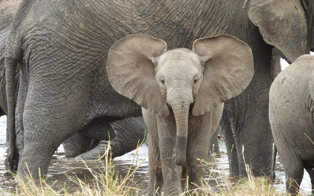 Baby elephant with ears spread standing in front of adult elephants at a water hole