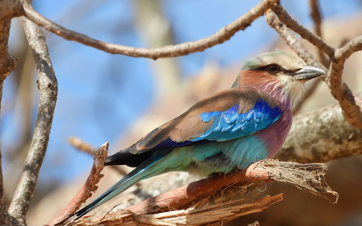Lilac-breasted roller perched on a bare branch