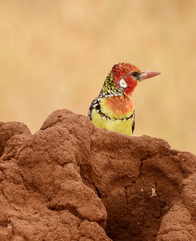 Red-and-yellow barbet perched on a termite mound