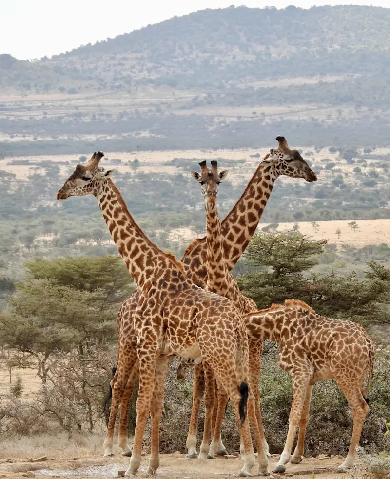 Group of giraffes standing among acacia trees with green hills behind