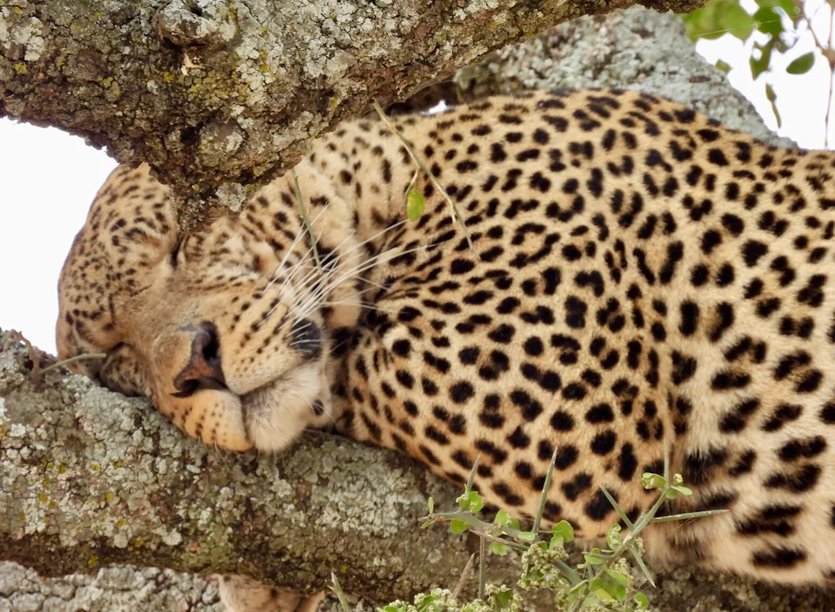 Leopard resting its head on a tree branch