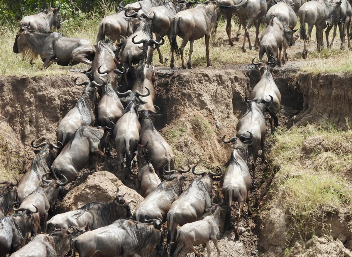 Herd of wildebeest scrambling up a steep, muddy riverbank