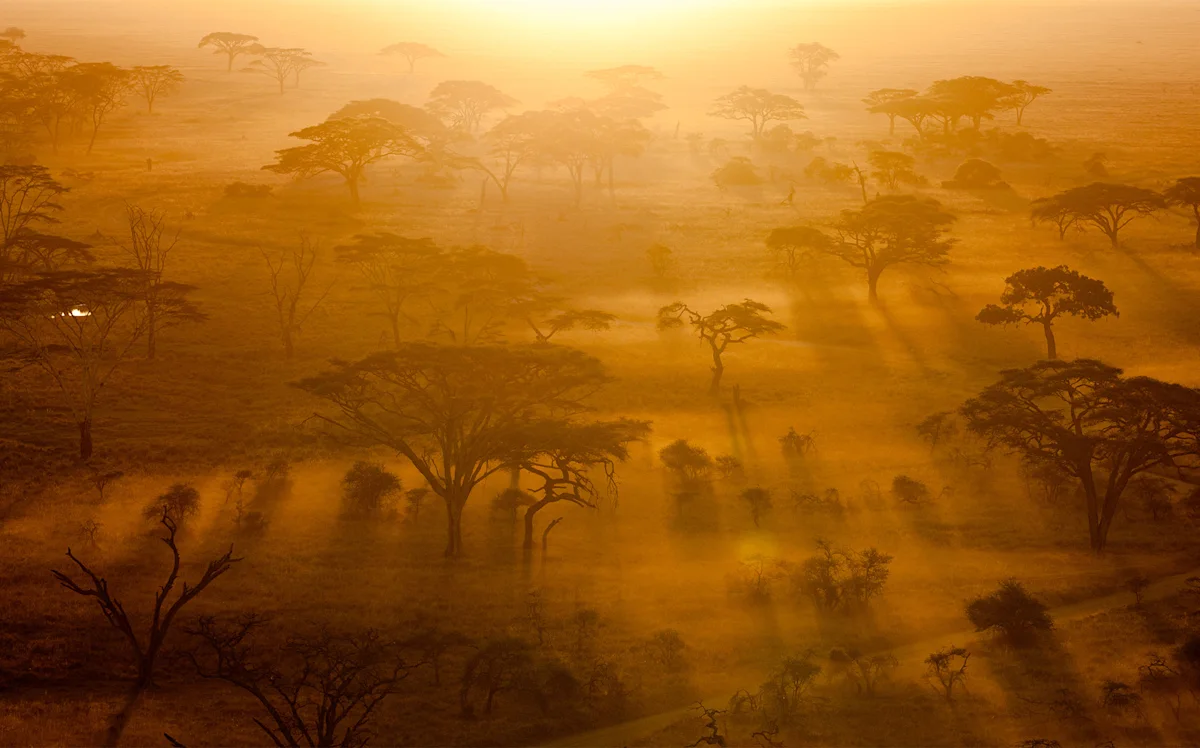 Aerial view of acacia woodland in golden morning haze