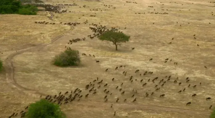 Aerial view of a wildebeest herd spread across golden plains with scattered trees