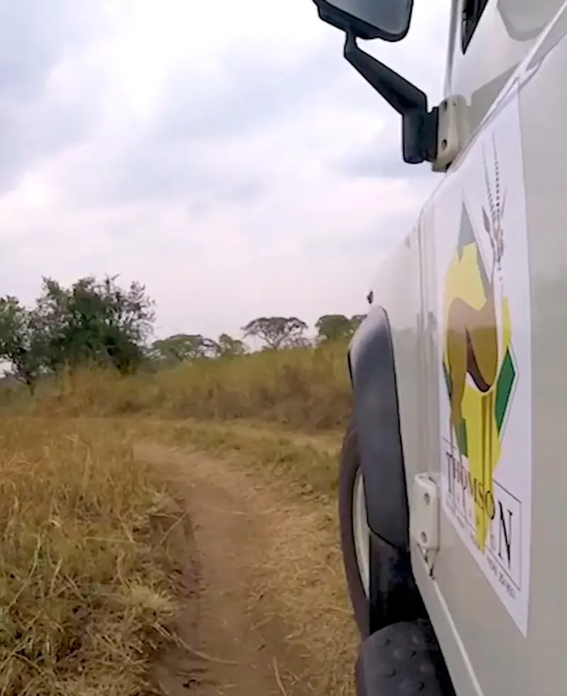 Thomson Safaris logo on the side of a safari vehicle on a grassy dirt track