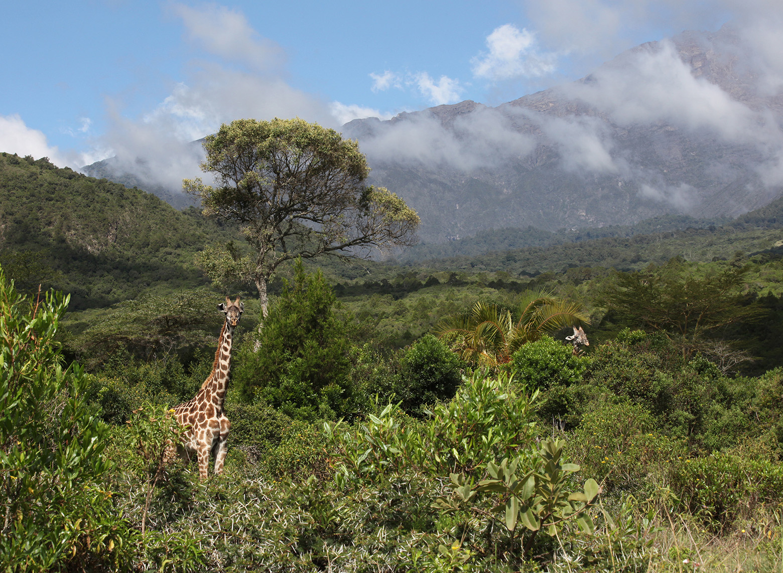 Giraffe among green forest below cloud-covered mountains in Arusha National Park