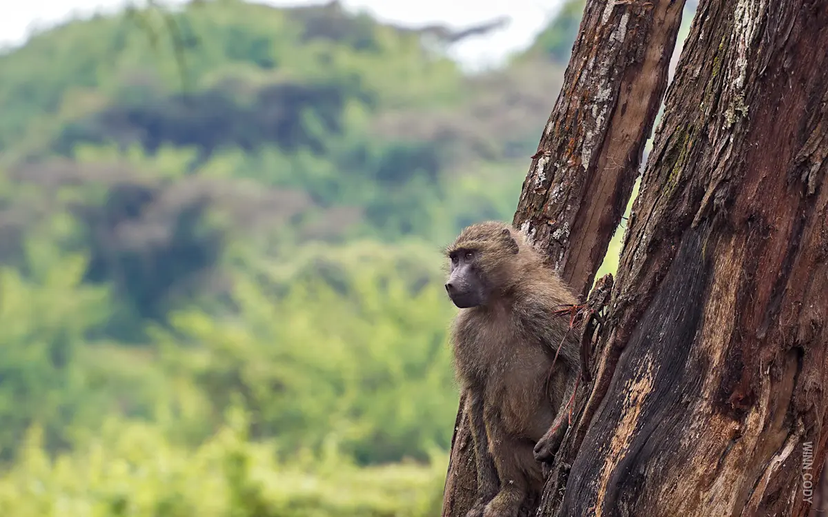 Olive baboon climbing a tree trunk in the forest