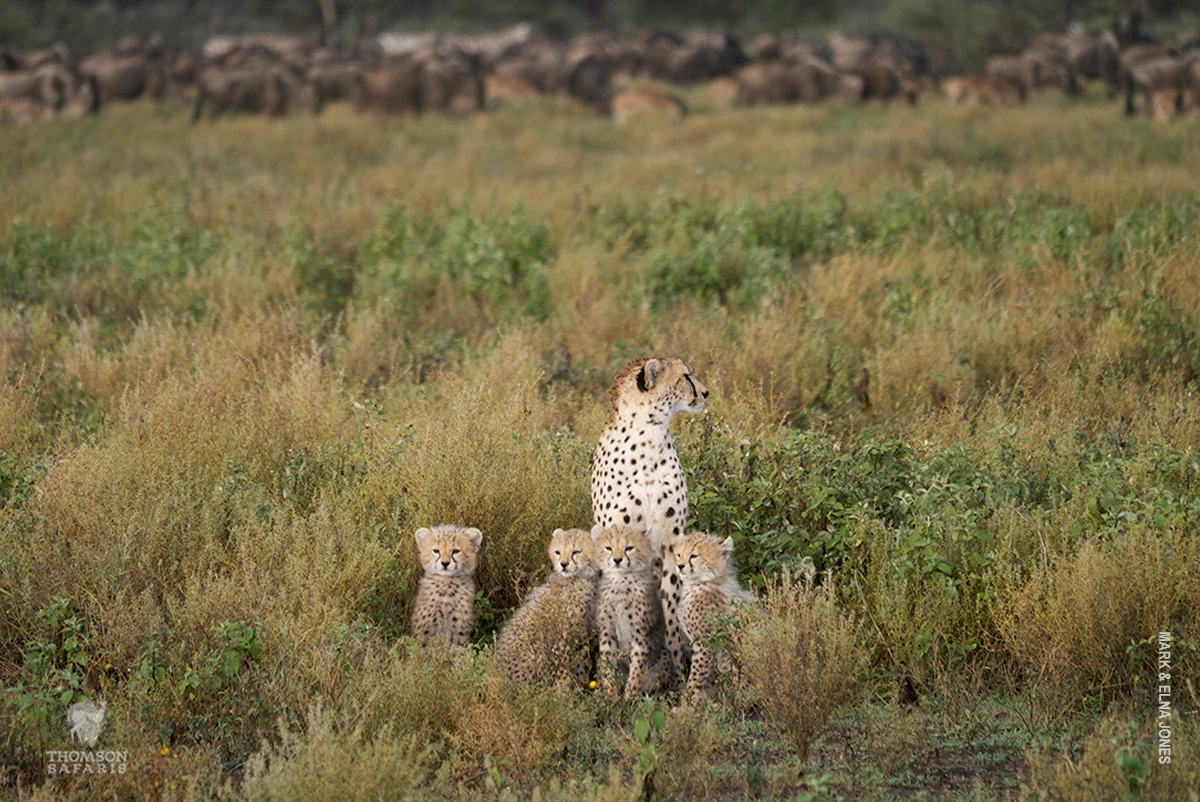Cheetah mother sitting upright with four cubs in the grass