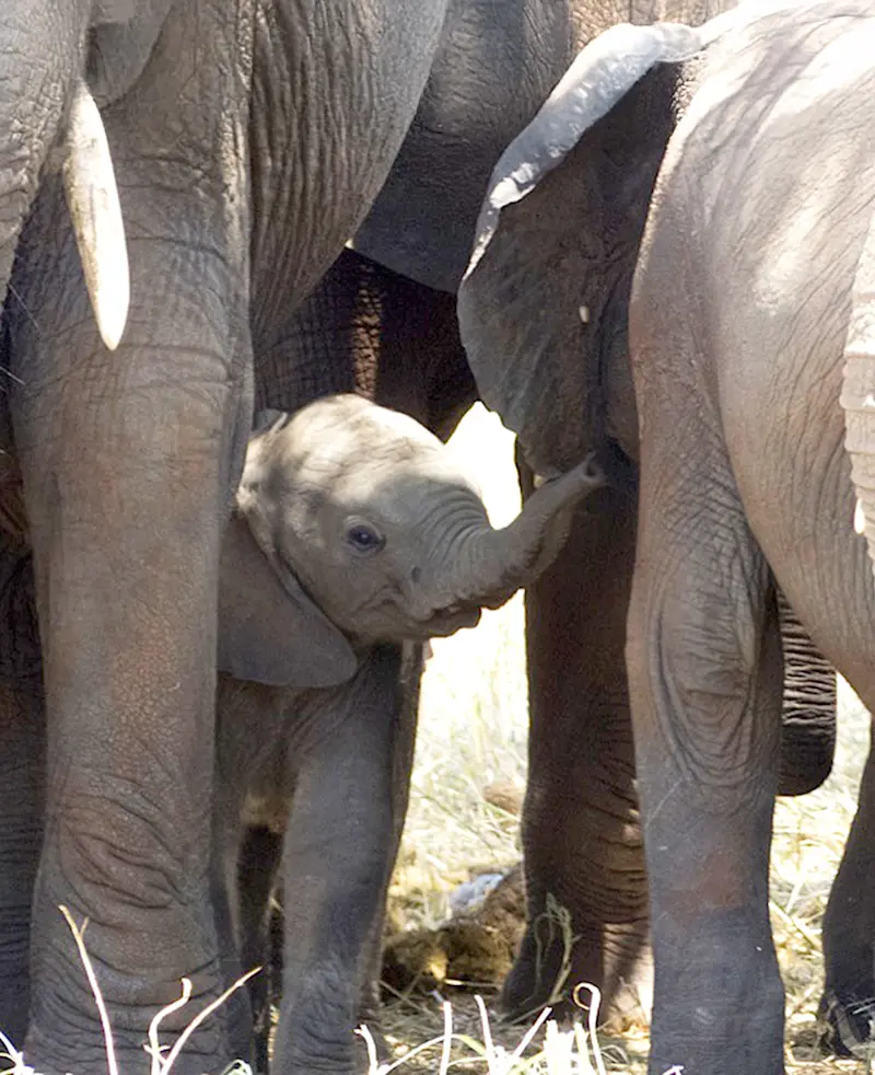 Elephant calf standing among the legs of adult elephants