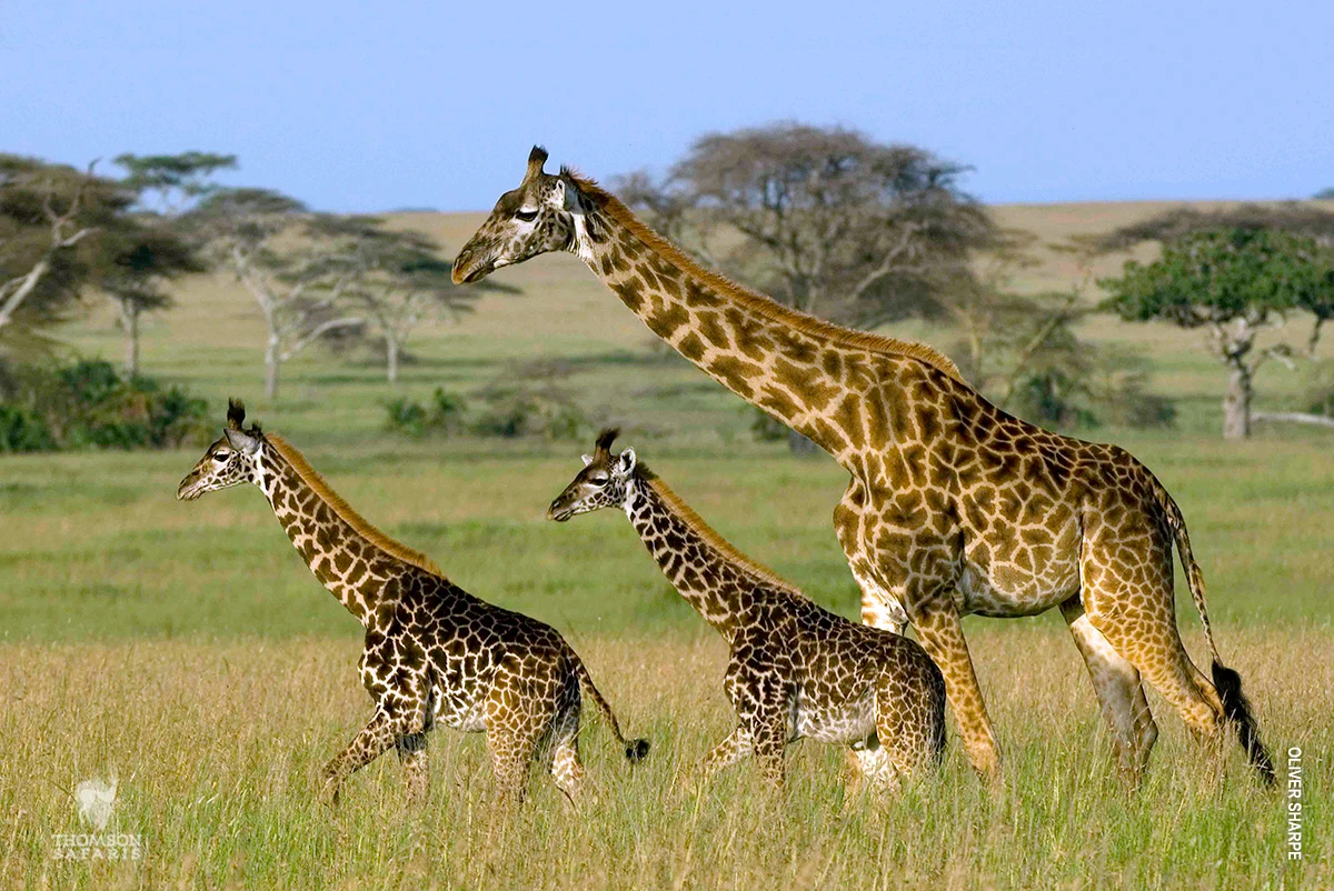 Adult giraffe walking with two young calves across green grassland