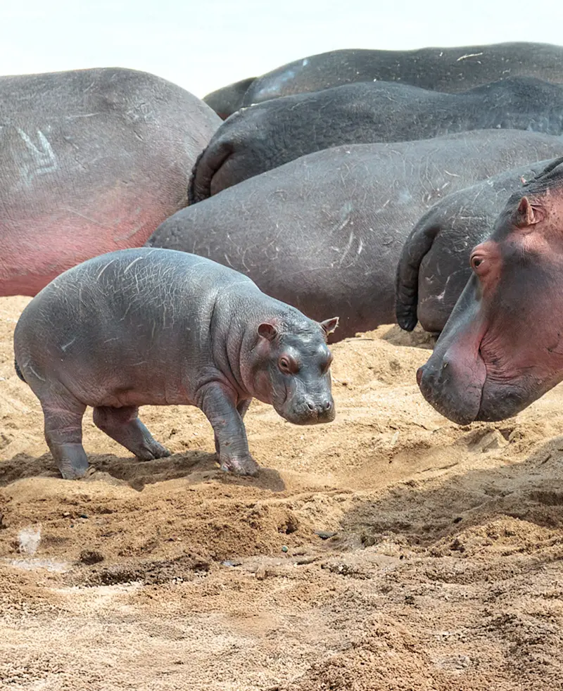 Hippo calf walking on sand beside resting adult hippos