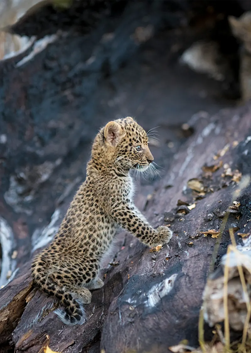 Leopard cub climbing a fallen log