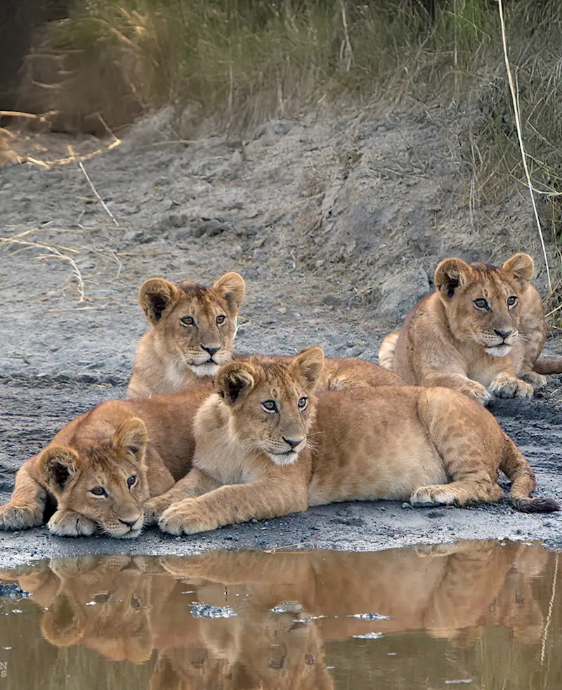 Four lion cubs lying beside a puddle with their reflections in the water