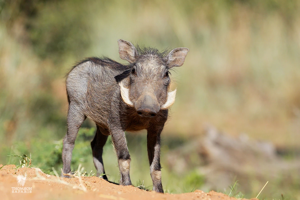 Young warthog piglet standing on red earth