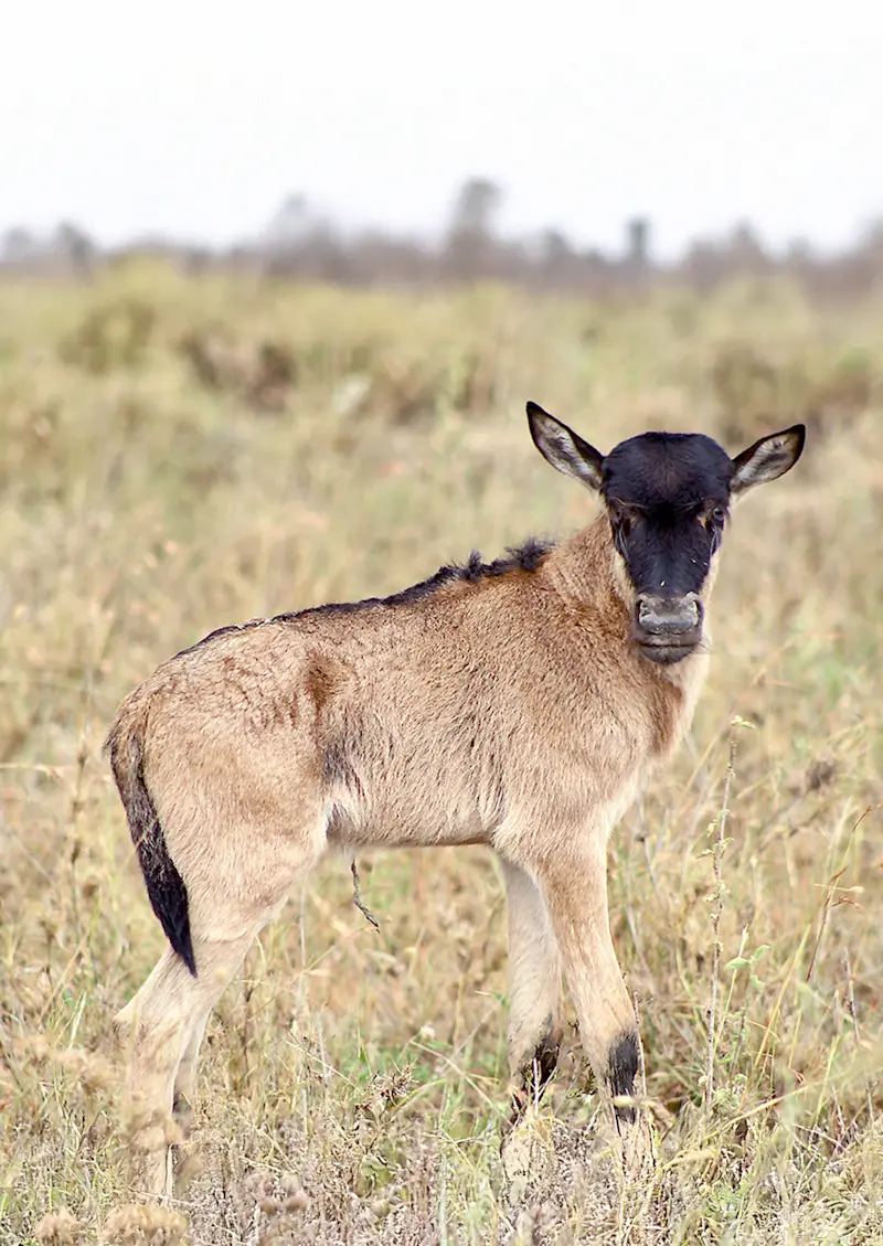 Young wildebeest calf standing in dry grass